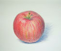 色鉛筆画　りんご